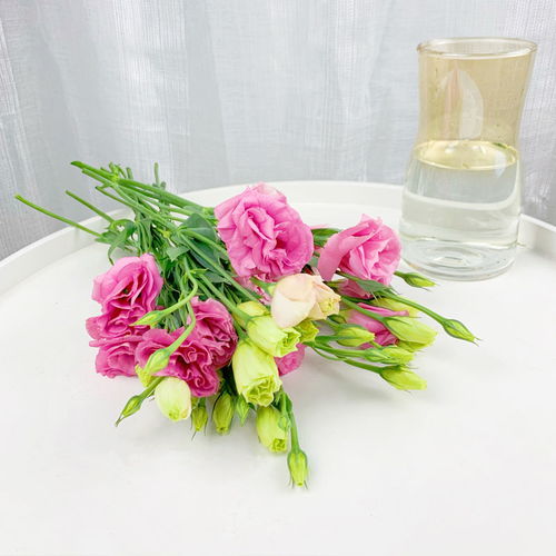 洋桔梗鮮花速遞 家庭水養(yǎng)與云南基地批發(fā)指南