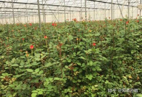 斗南花卉網(wǎng) 產(chǎn)地直供，鮮花團(tuán)購與速遞的完美結(jié)合